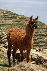 Llama overlooking Lago Titicaca